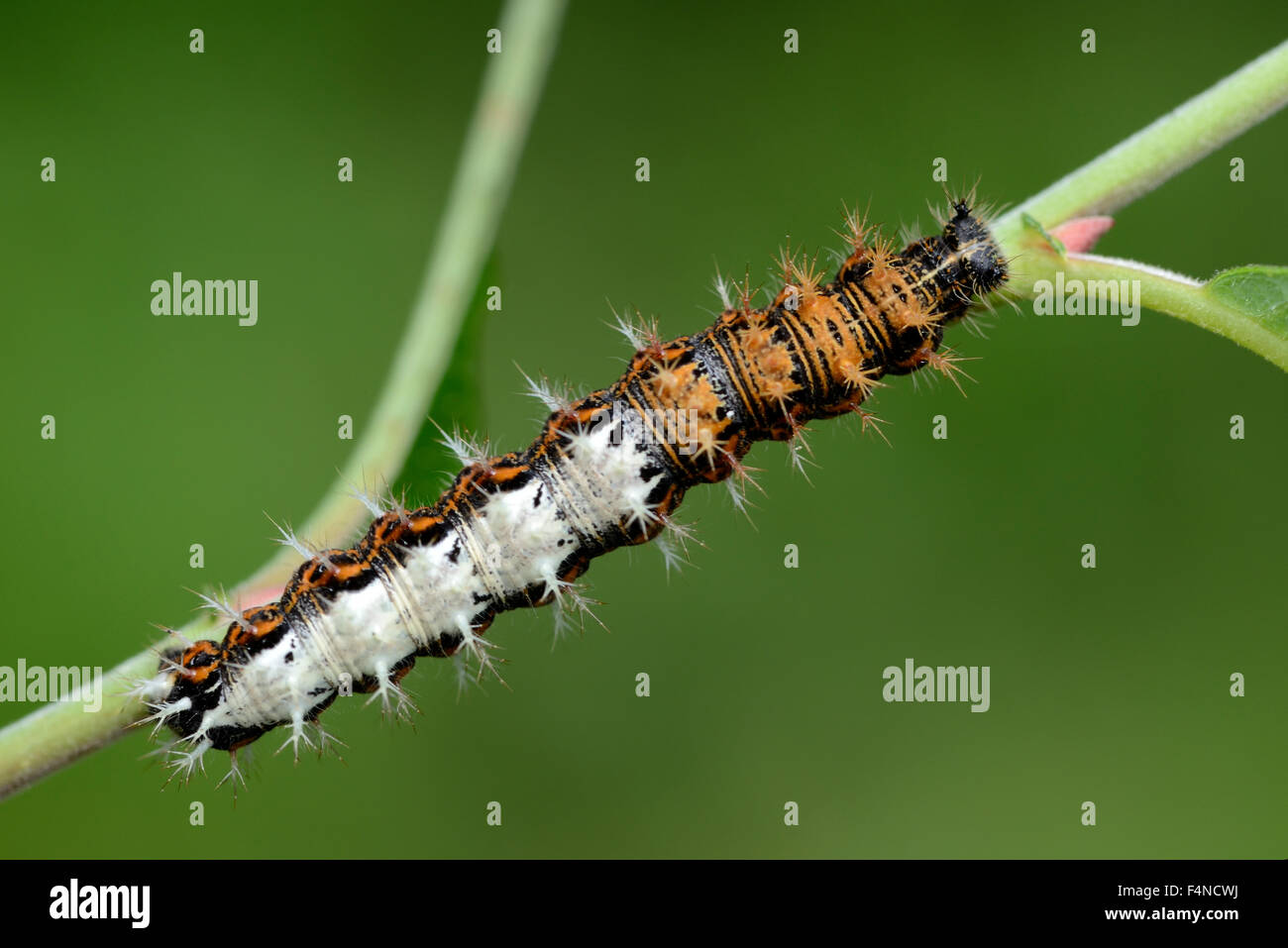 Comma, Polygonia c-album, caterpillar Stock Photo