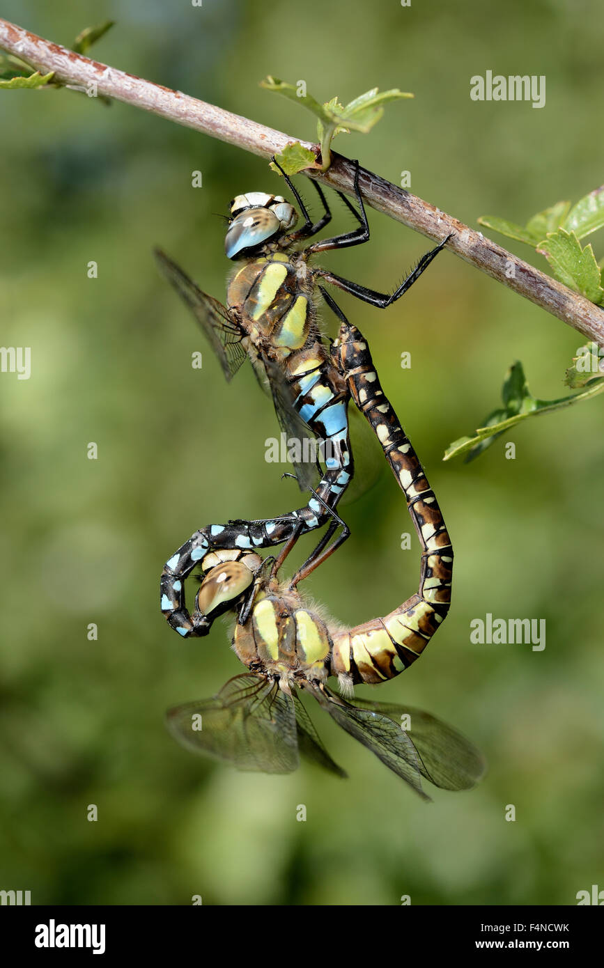 Migrant hawkers, Aeshna mixta, mating Stock Photo