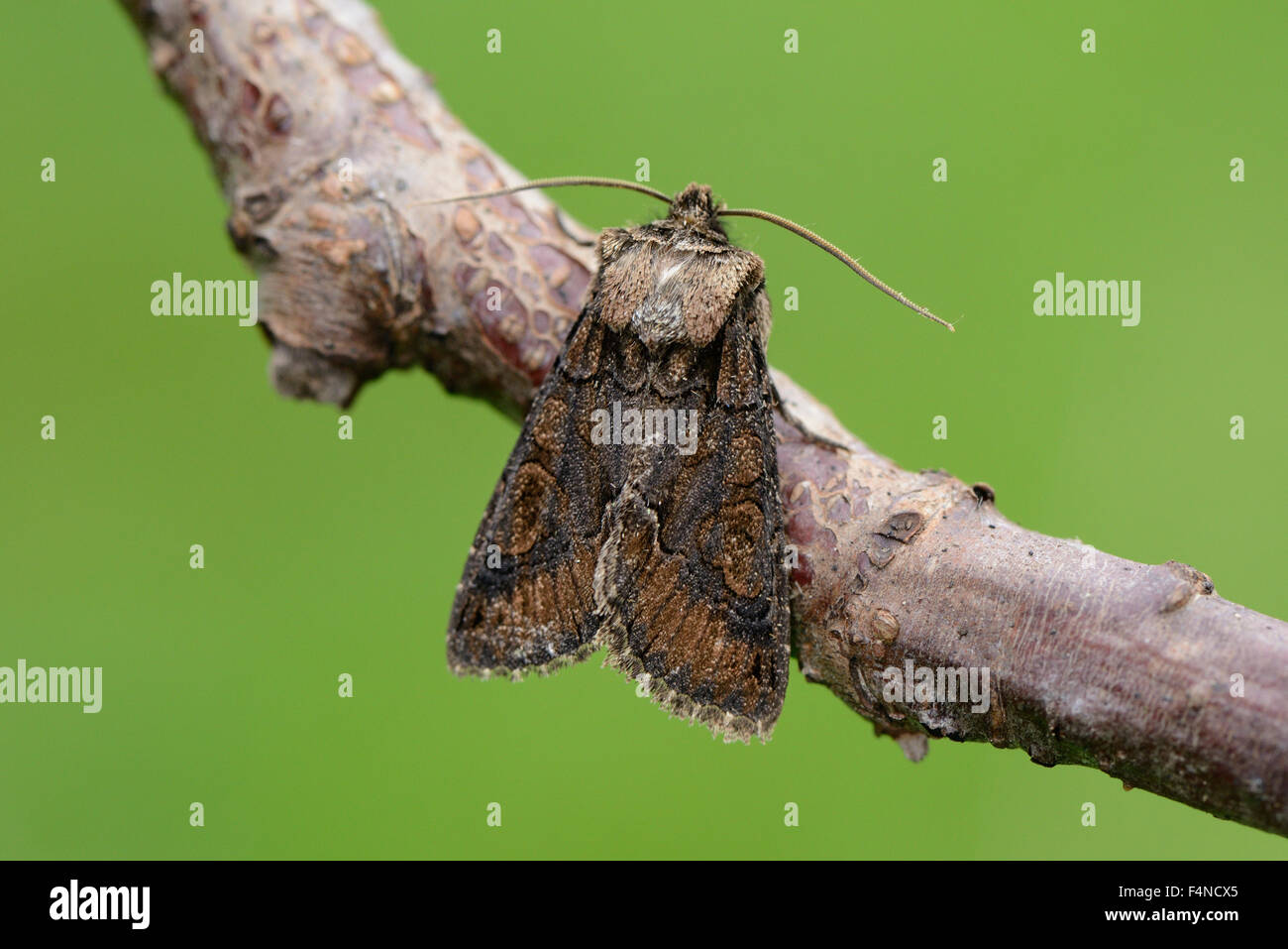 Green-brindled crescent, Allophyes oxyacanthae Stock Photo