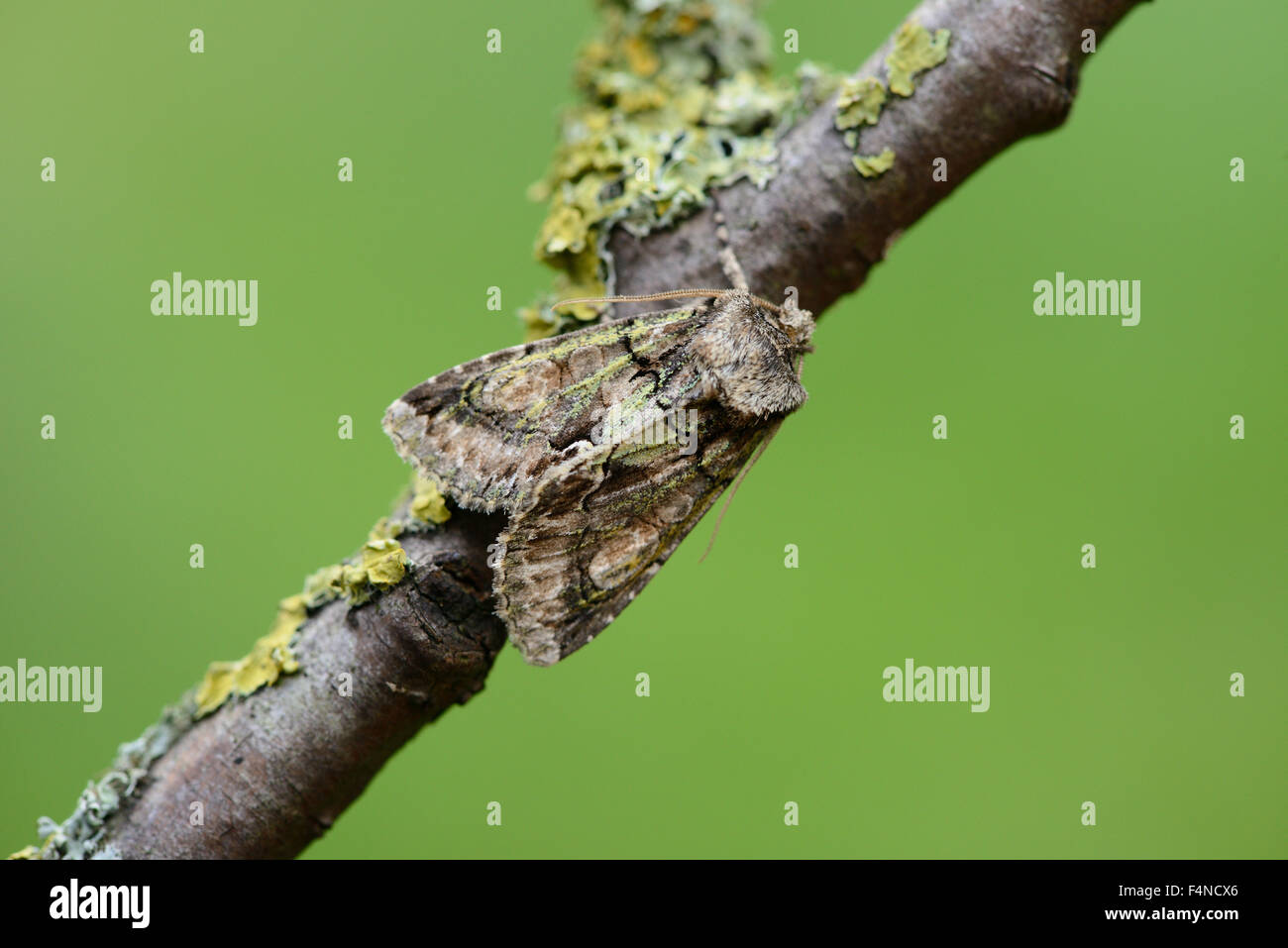 Green-brindled crescent, Allophyes oxyacanthae Stock Photo