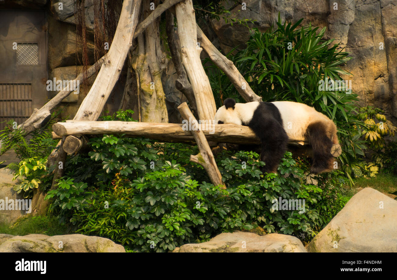 Panda resting on tree branches looking on in Ocean Park, Hong Kong Stock Photo