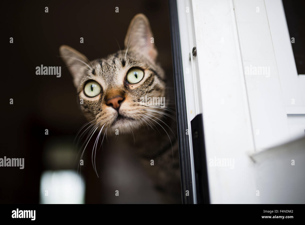 Portrait of tabby cat Stock Photo - Alamy