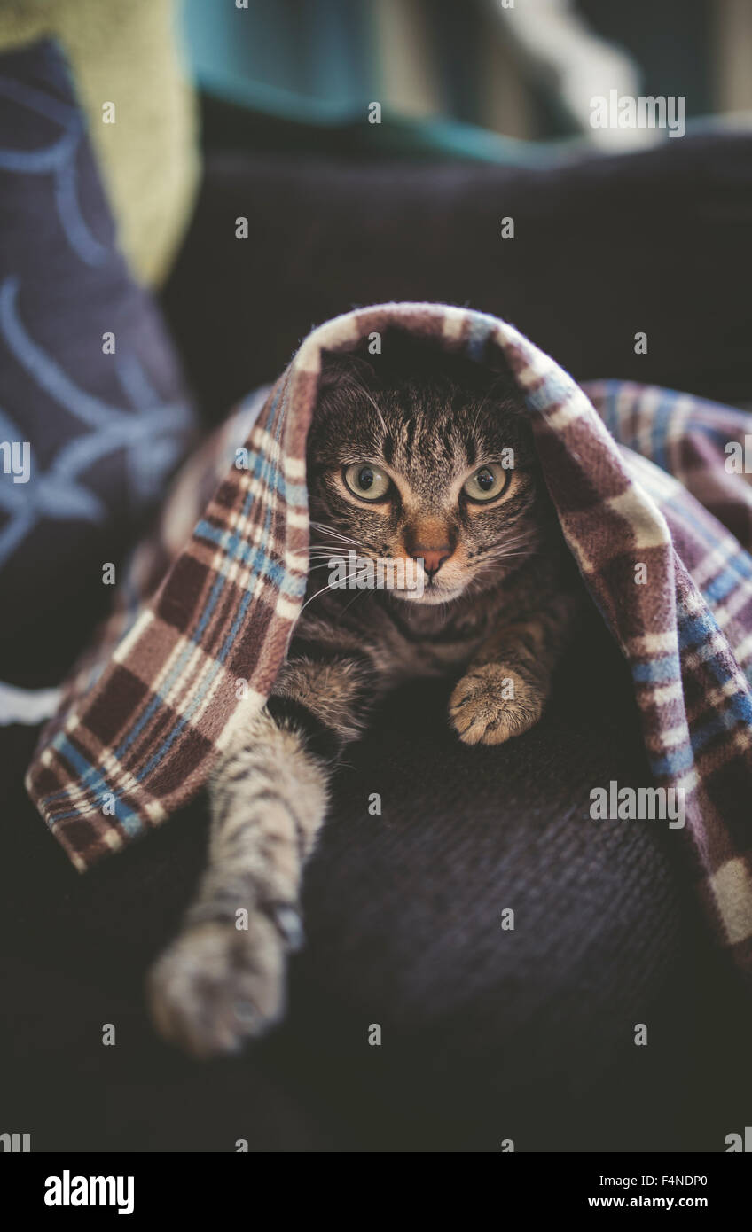 Portrait of tabby cat hiding under a blanket on the couch Stock Photo
