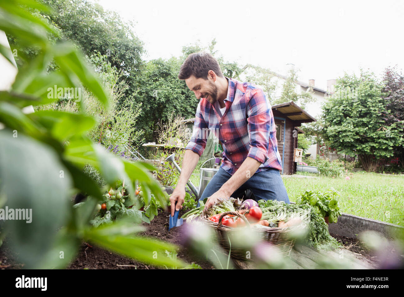 Man gardening in vegetable patch Stock Photo