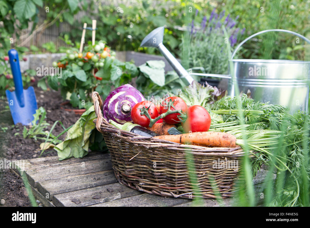 Basket full of organic vegetables Stock Photo