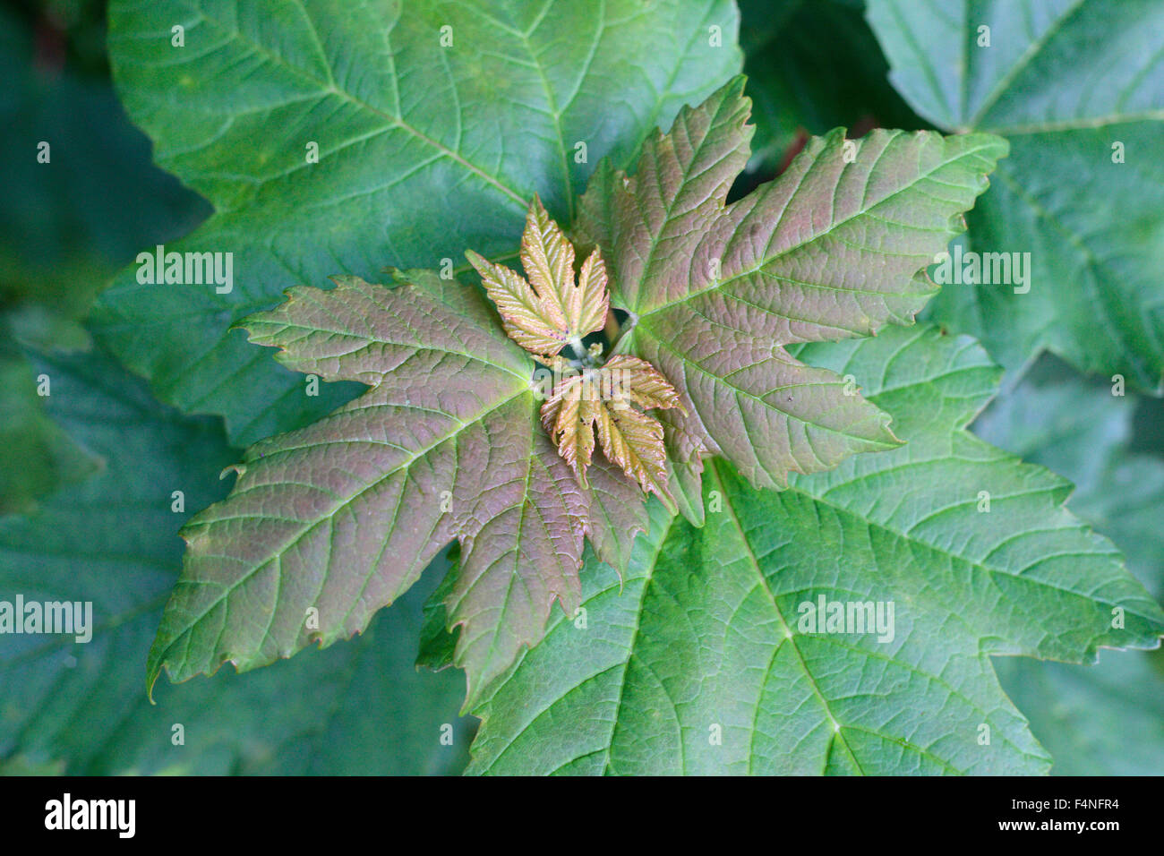 Sycamore leaves. Stock Photo