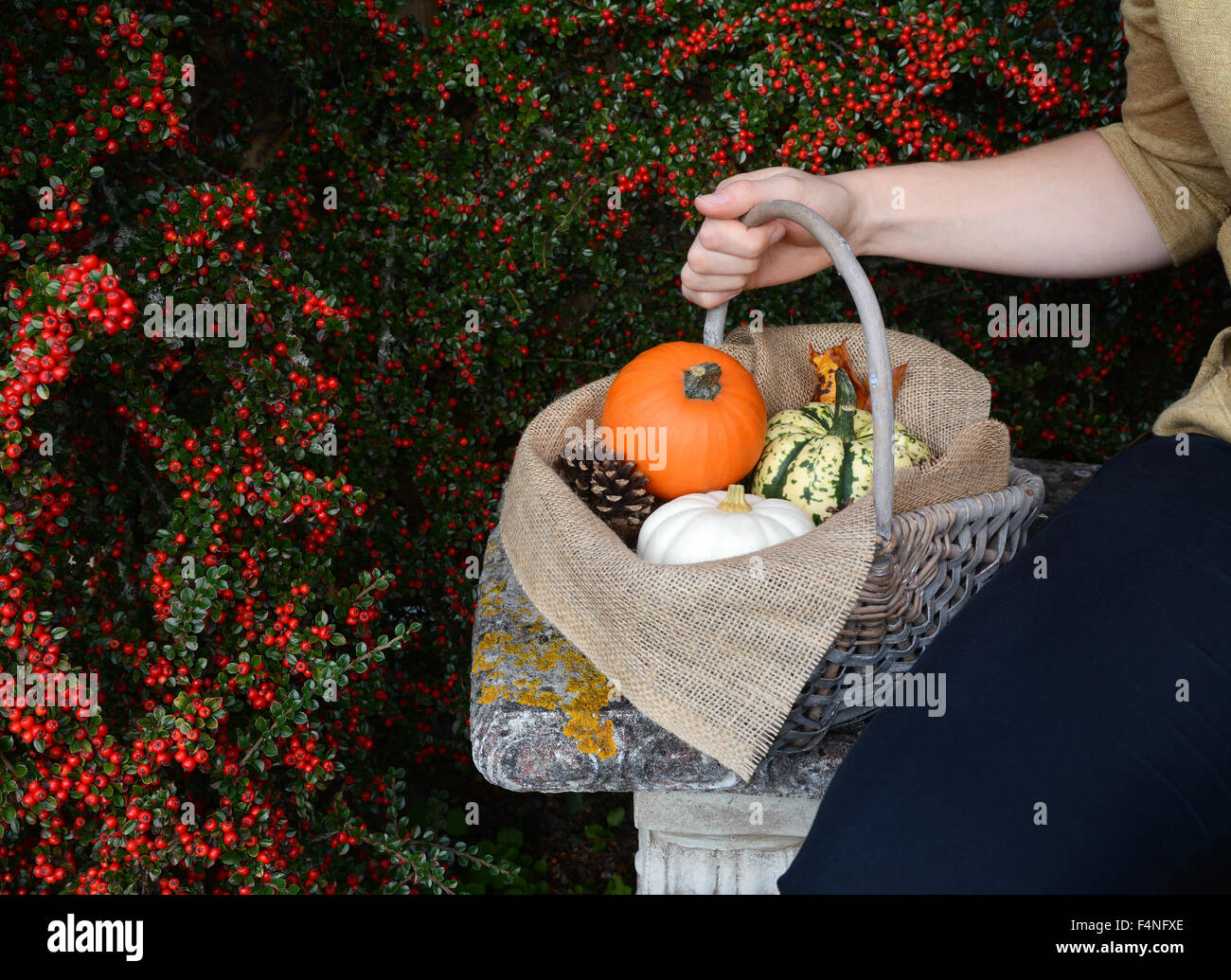 Young woman sitting on bench with a woven basket of autumn gourds, pine cones and leaves against red cotoneaster berries Stock Photo