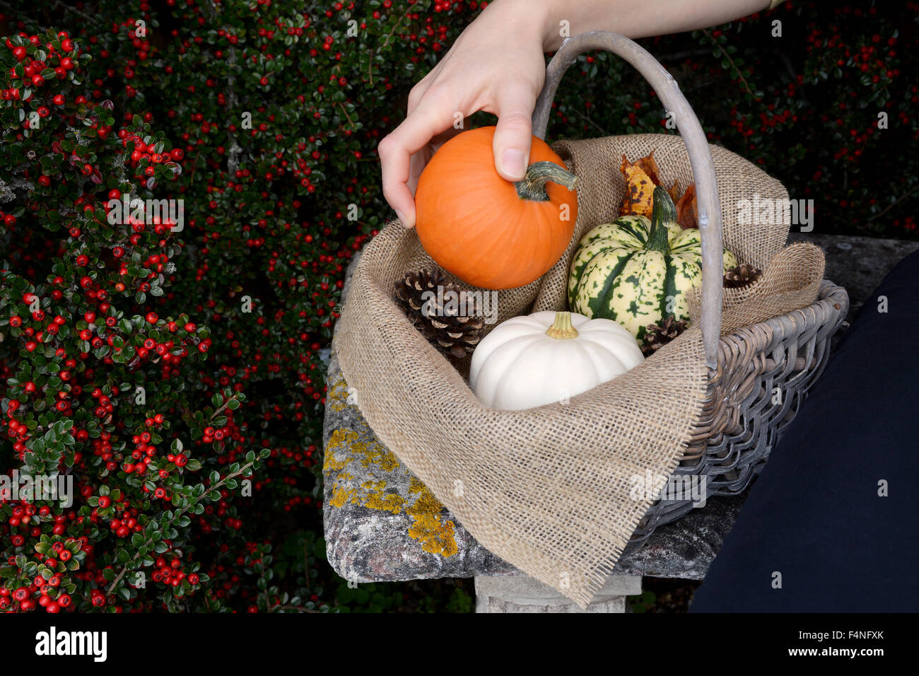 Woman places a small orange sugar pumpkin into her basket of fall gourds on a stone bench Stock Photo