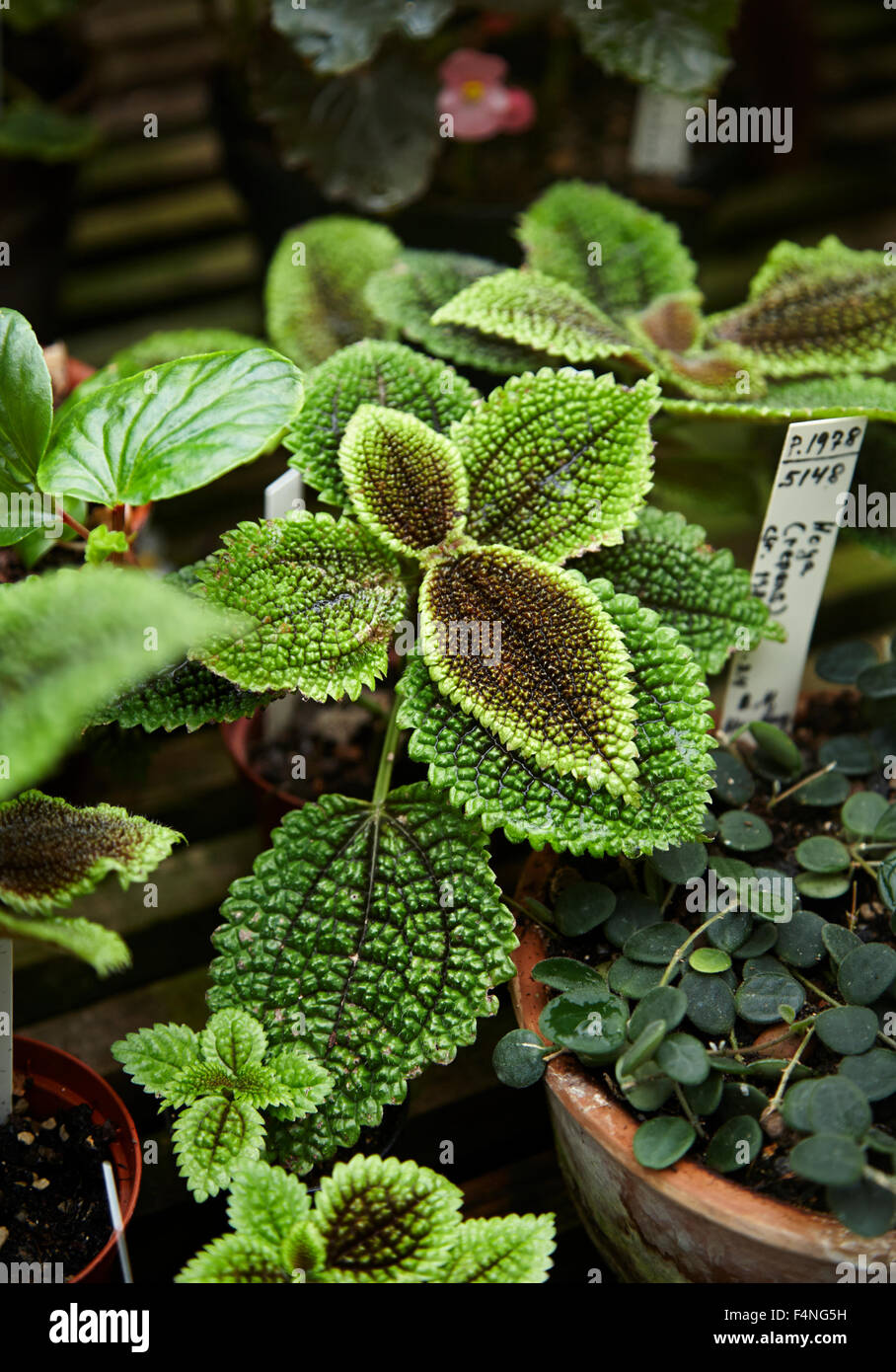 Close up of a Bergonia Masoniana, or green foliage plant in a pot. Stock Photo