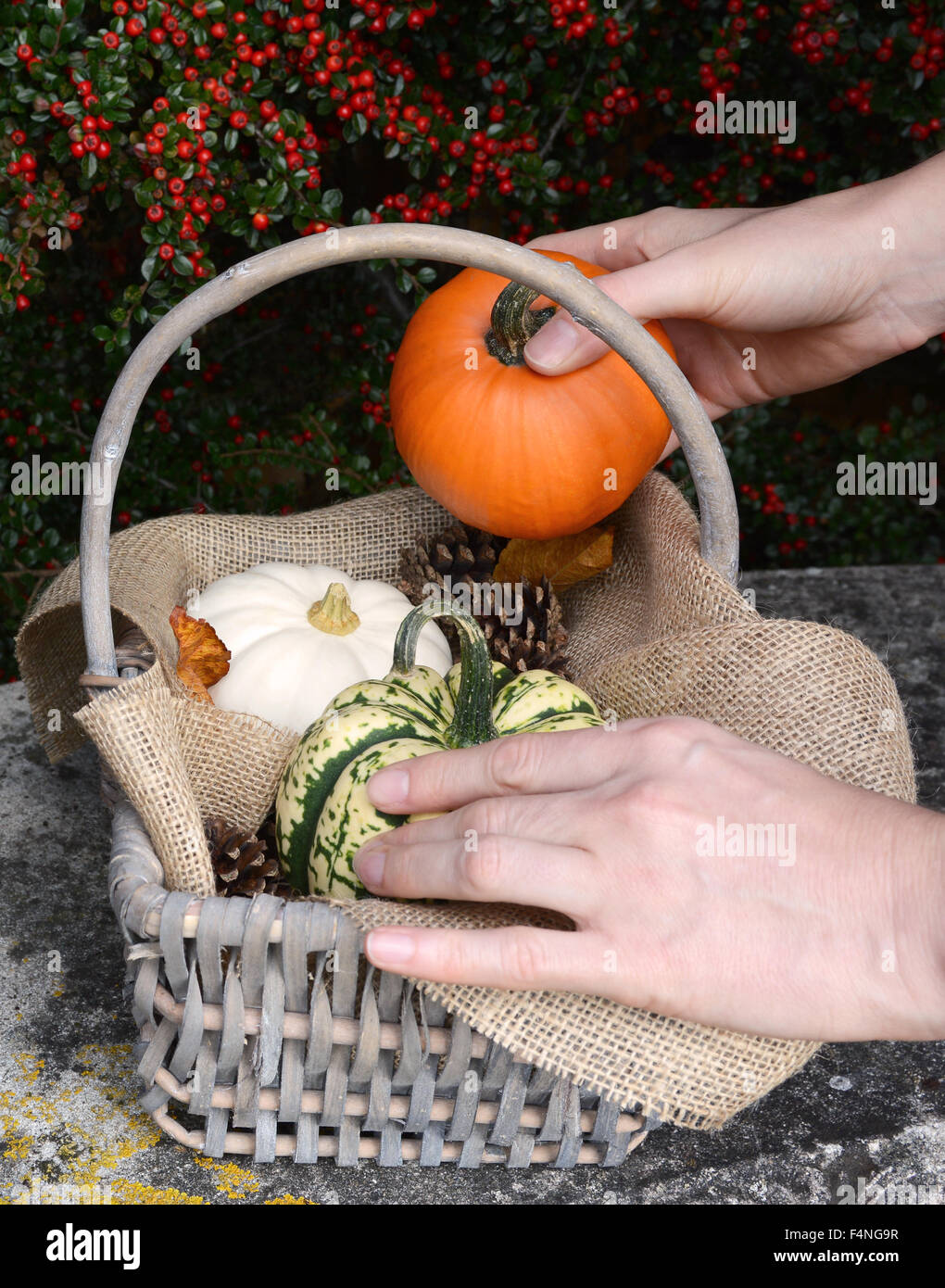 Adding a small sugar pumpkin to a basket full of gourds and pumpkins on a stone bench Stock Photo