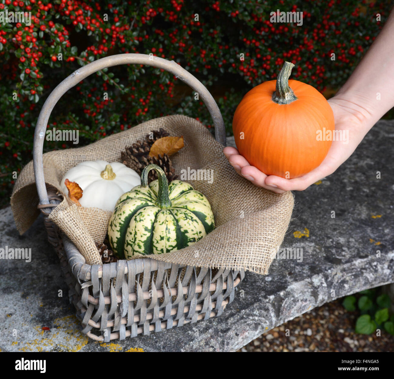 Woman holds small pumpkin in her hand next to a basket of fall gourds on a stone bench Stock Photo