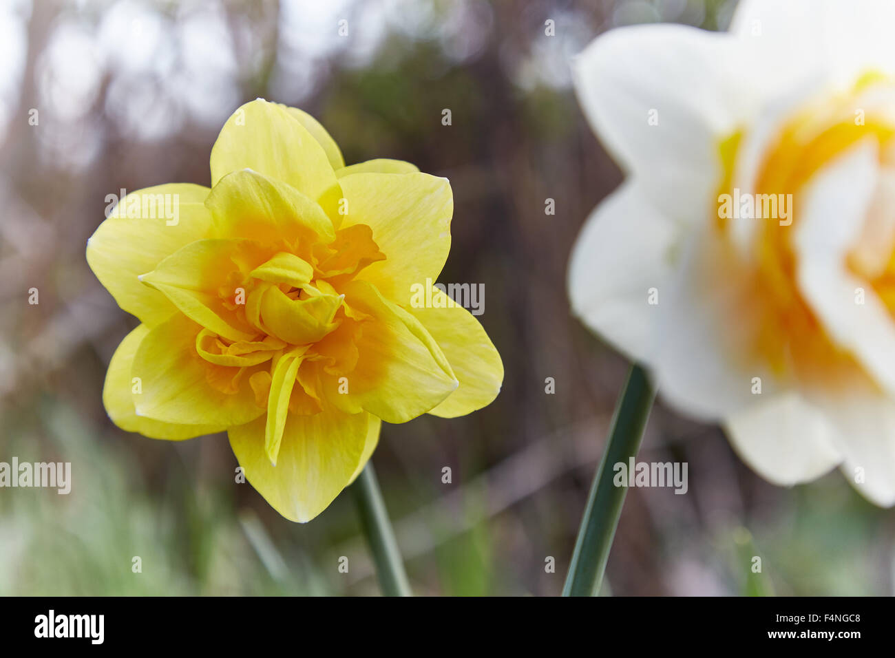 Yellow double daffodil ( narcissus Stock Photo Alamy