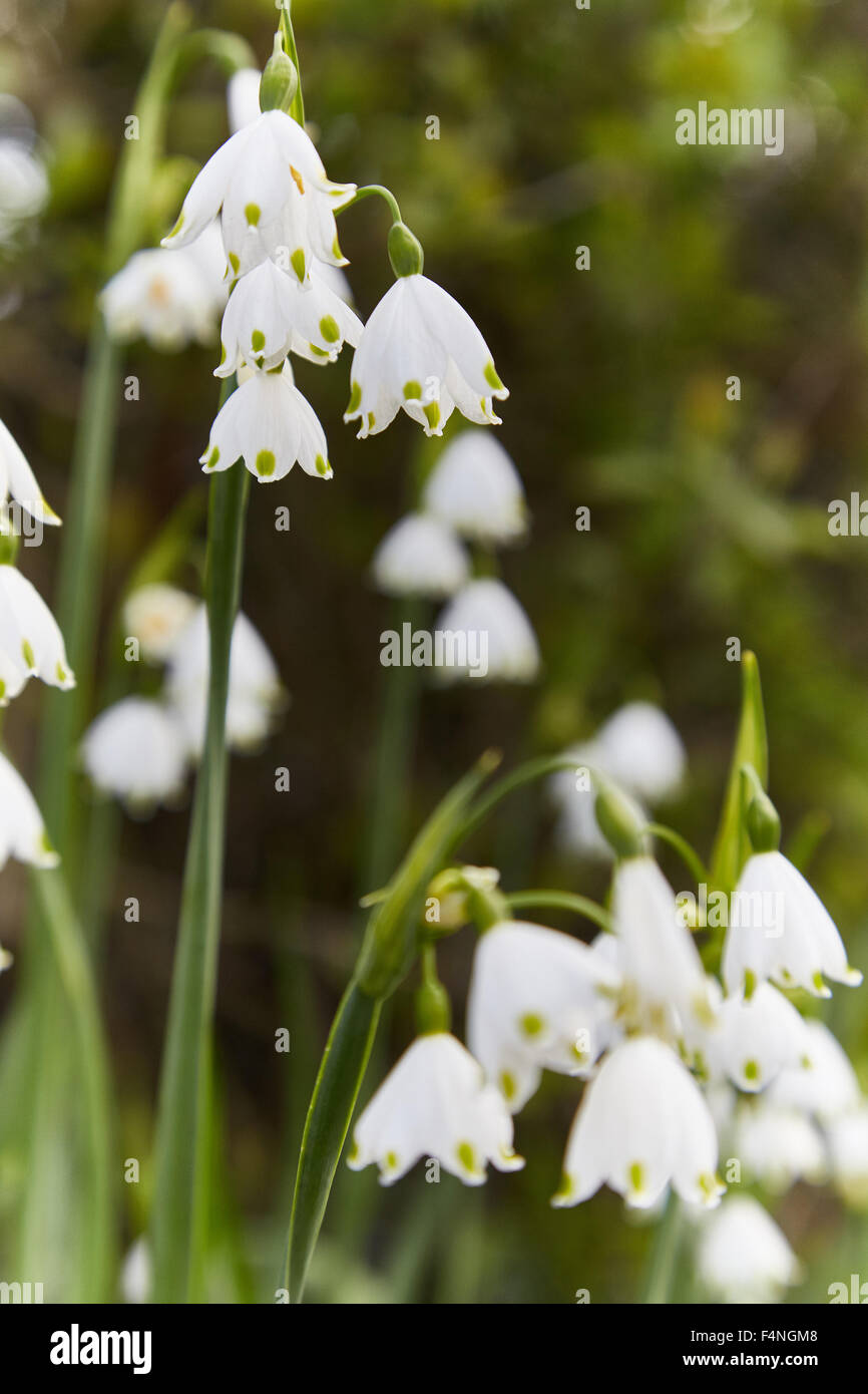 Three cornered Garlic (Leek) ( Allium triquetrum ) flower heads in spring, UK Stock Photo