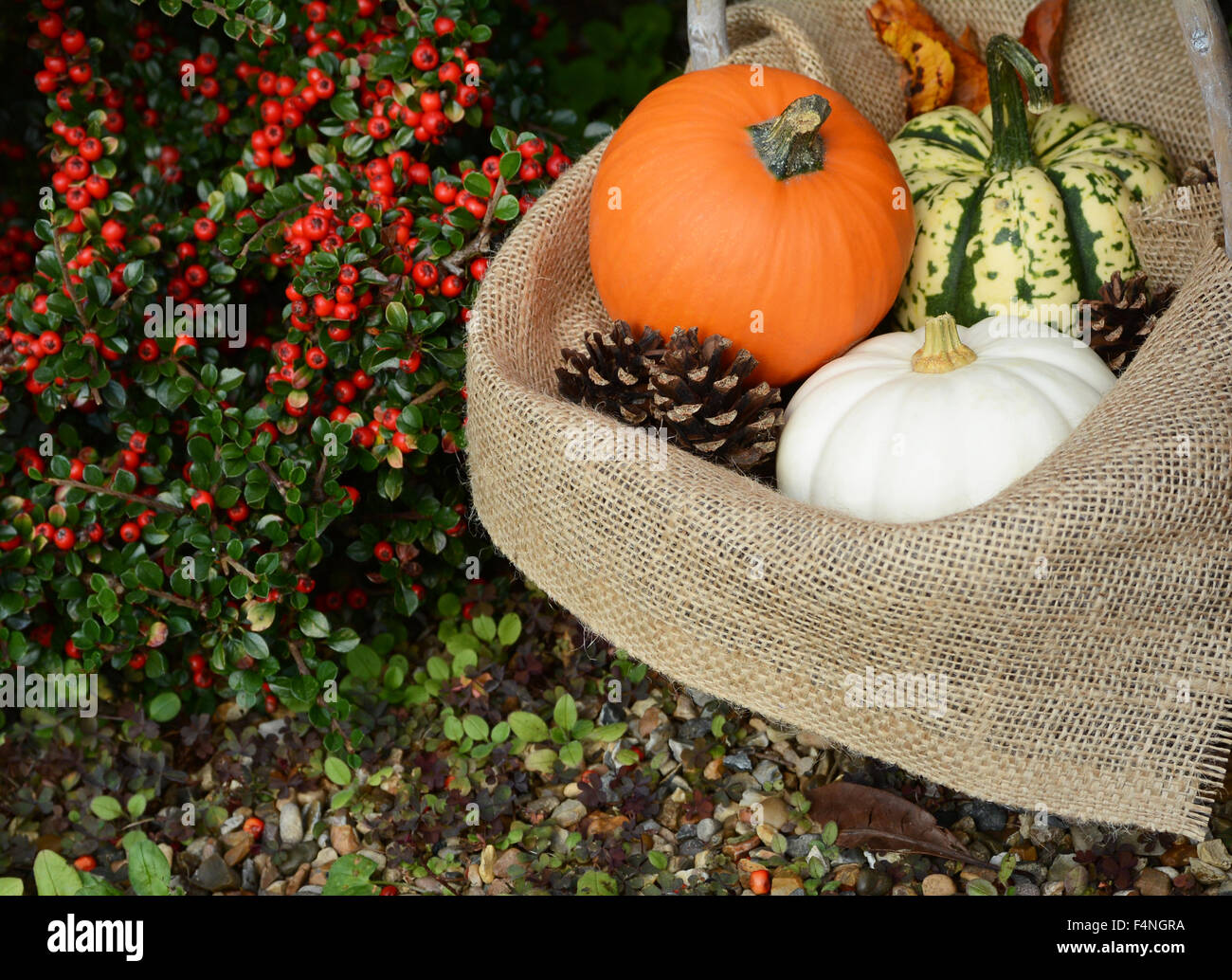 Rustic basket with orange sugar pumpkin and colourful gourds against a background of red cotoneaster berries Stock Photo