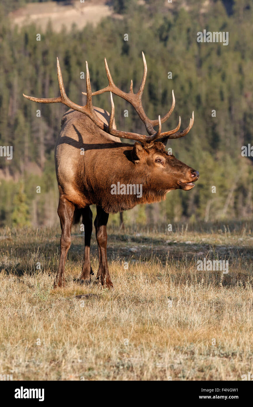Elk bugle hires stock photography and images Alamy