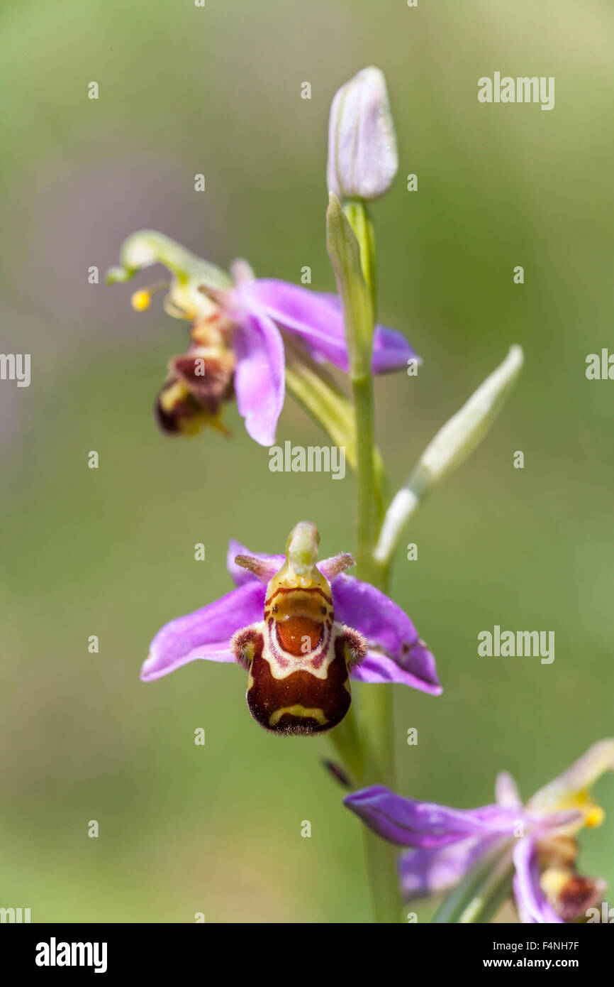 Bee orchid Ophrys apifera, single spike in flower, Collard Hill