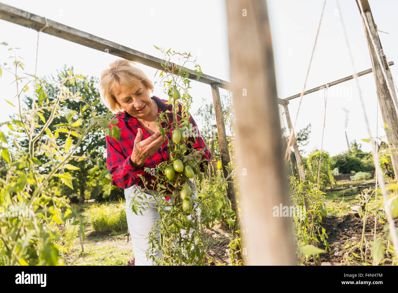 Senior woman in garden looking at tomato plant Stock Photo - Alamy
