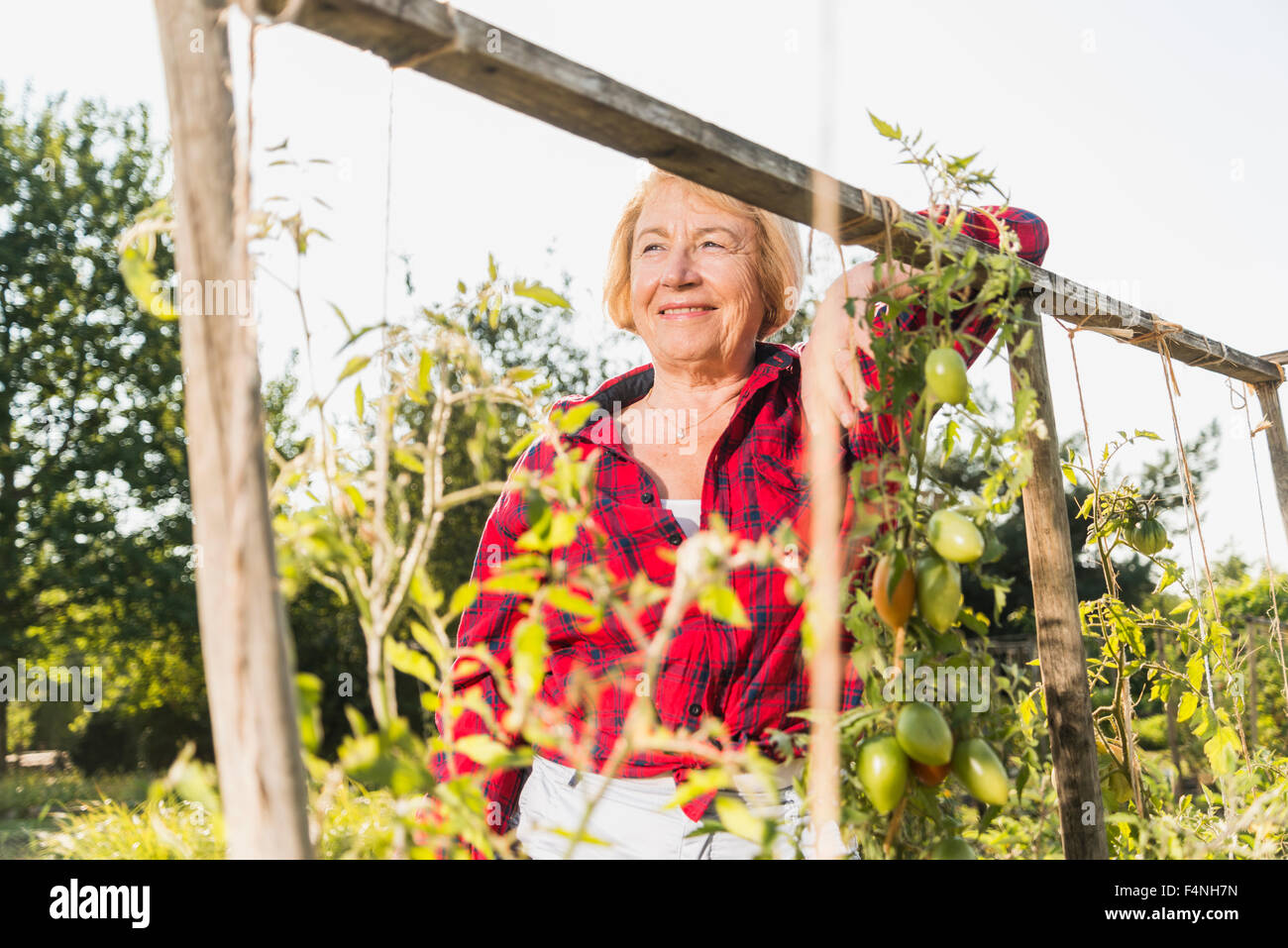 Smiling senior woman in garden Stock Photo - Alamy