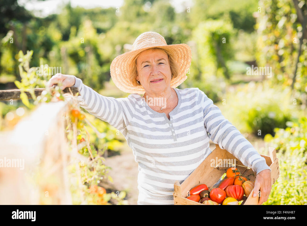 Smiling senior woman in garden holding crate with variety of tomatoes ...