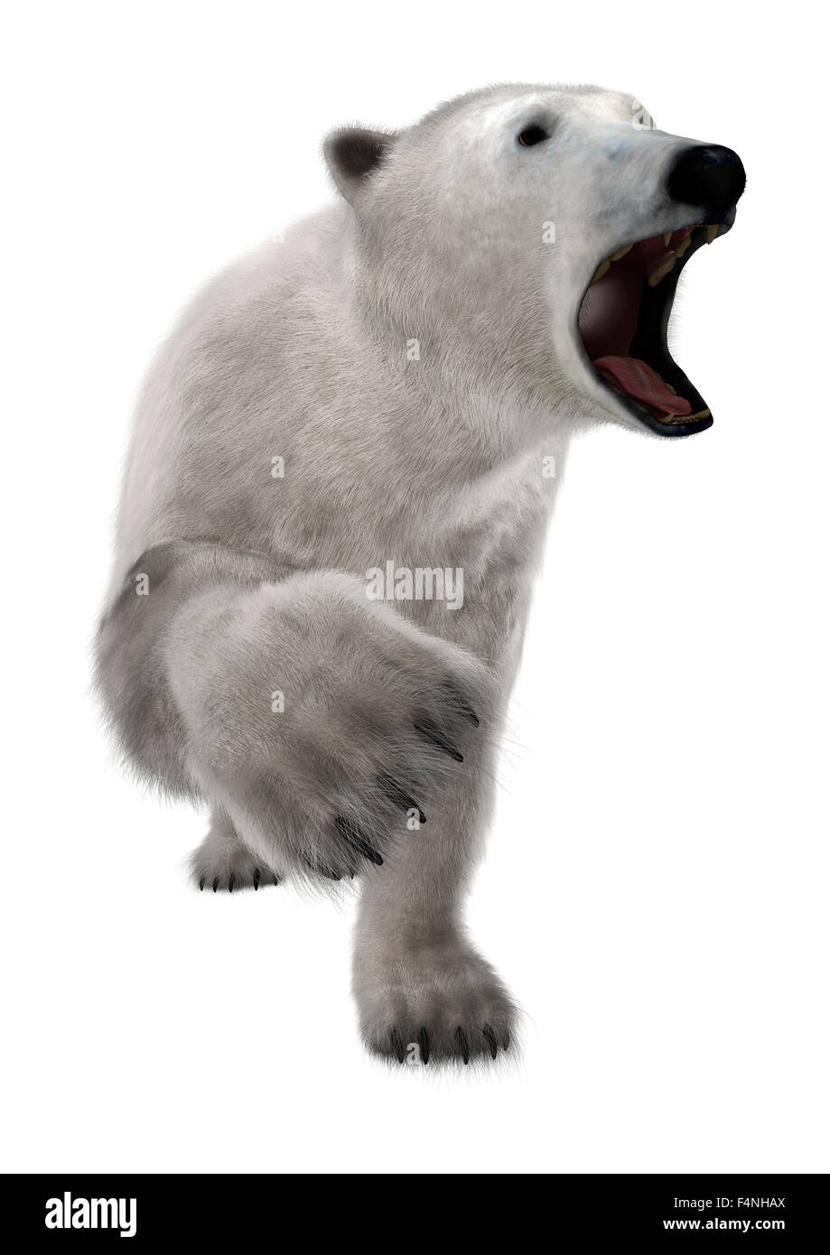 3D digital render of a polar bear isolated on white background Stock Photo