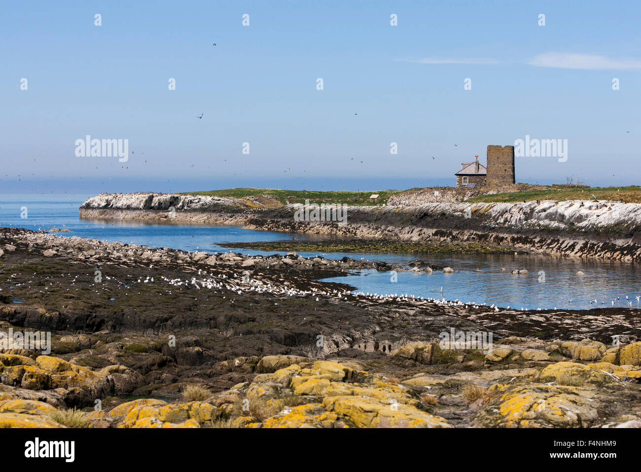 Landscape view of seabird colony and St. Cuthbert's Chapel, Inner Farne, Northumberland, UK in June 2009. Stock Photo