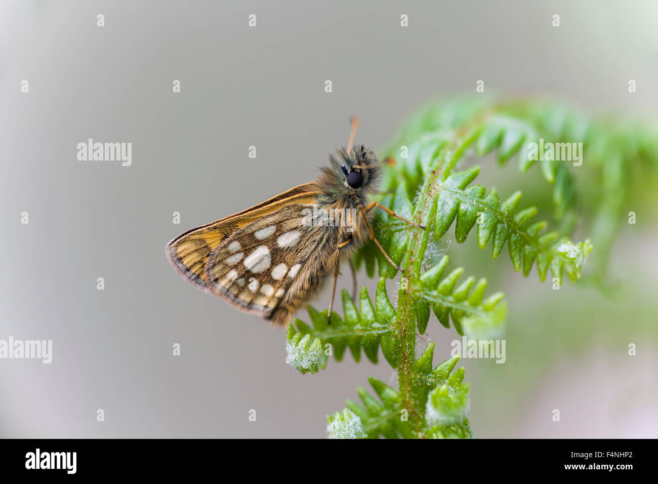 Chequered Skipper Carterocephalus palaemon, imago, perched on bracken frond, Ariundle Oakwood, Scotland, UK in May. Stock Photo
