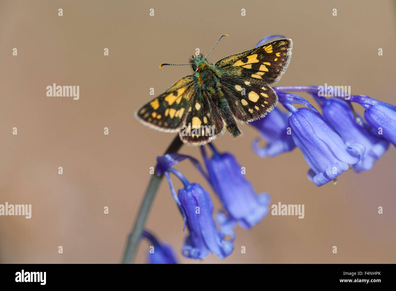 Chequered Skipper Carterocephalus palaemon, imago, perched on common bluebell flowers, Ariundle Oakwood, Scotland, UK in May. Stock Photo