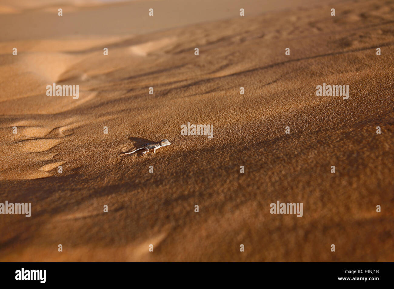Algerian sand gecko, Tropiocolotes steudneri, on sand Stock Photo