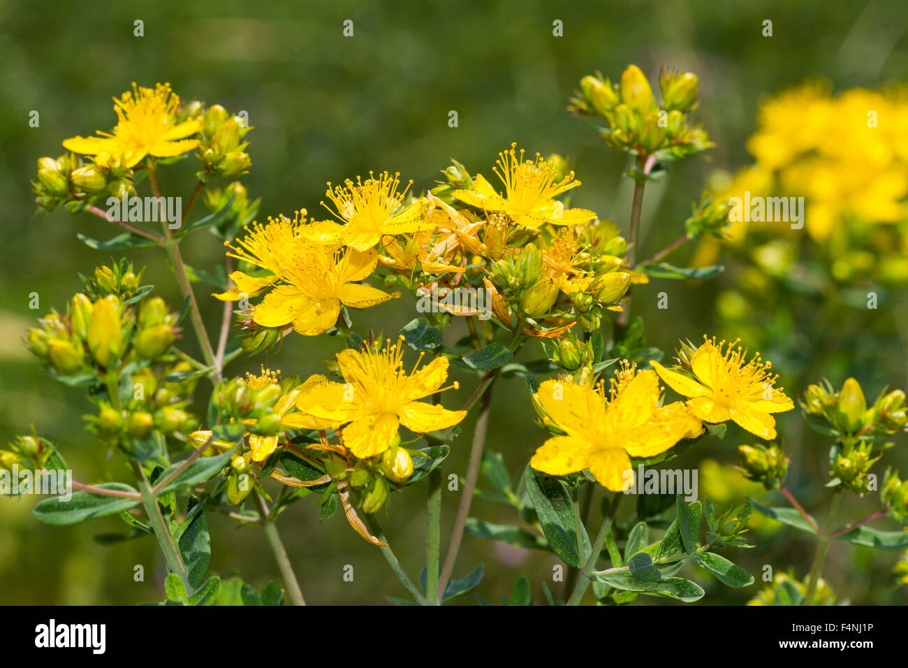 Saint johns wort hires stock photography and images Alamy