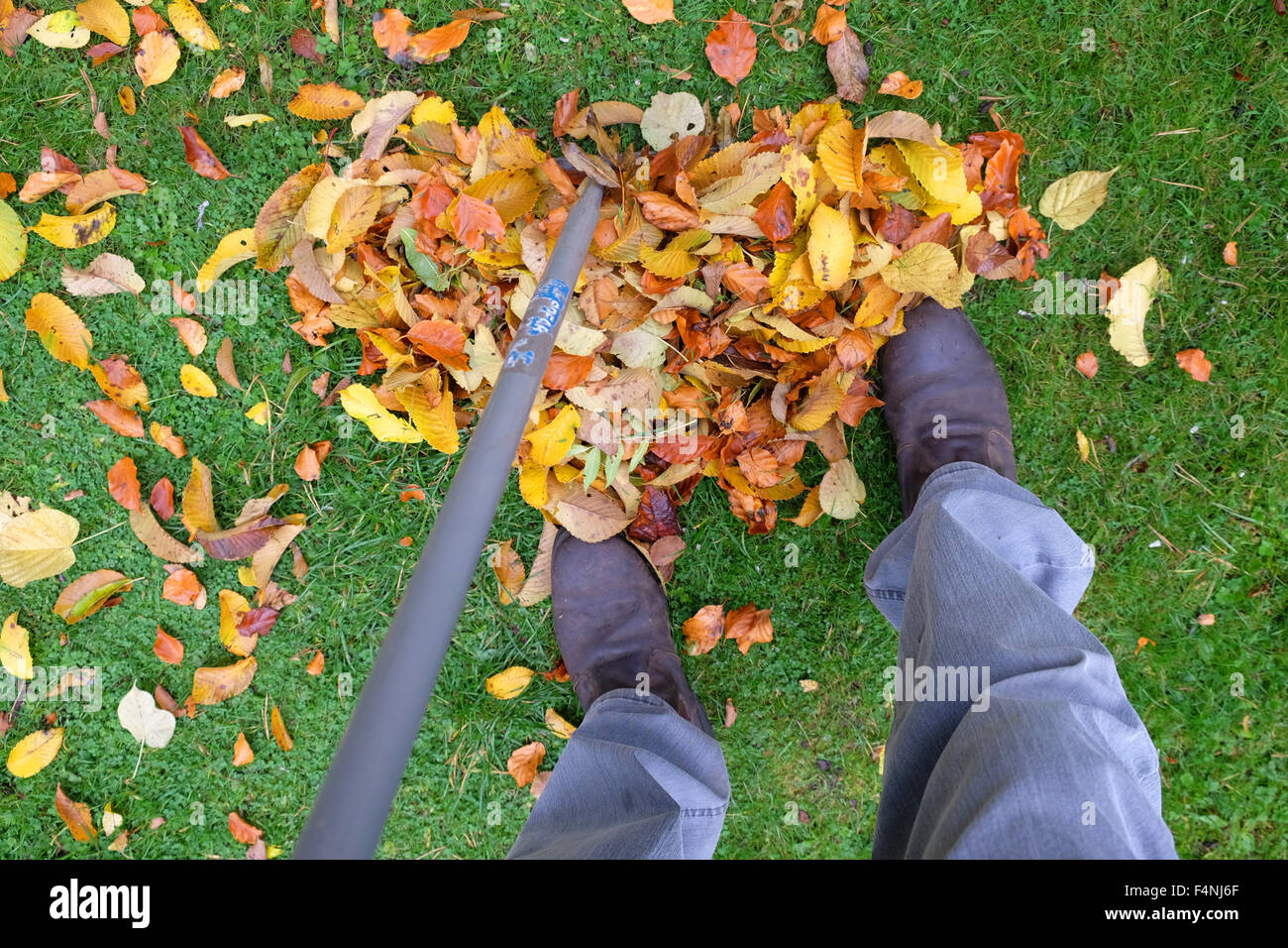 Gathering fallen leaves in a garden hires stock photography and images