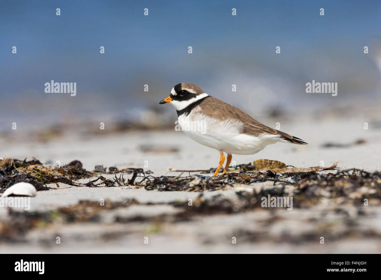 Common ringed plover Charadrius hiaticula, adult, on beach amongst seaweed and shells, North Uist, Outer Hebrides, UK in May. Stock Photo