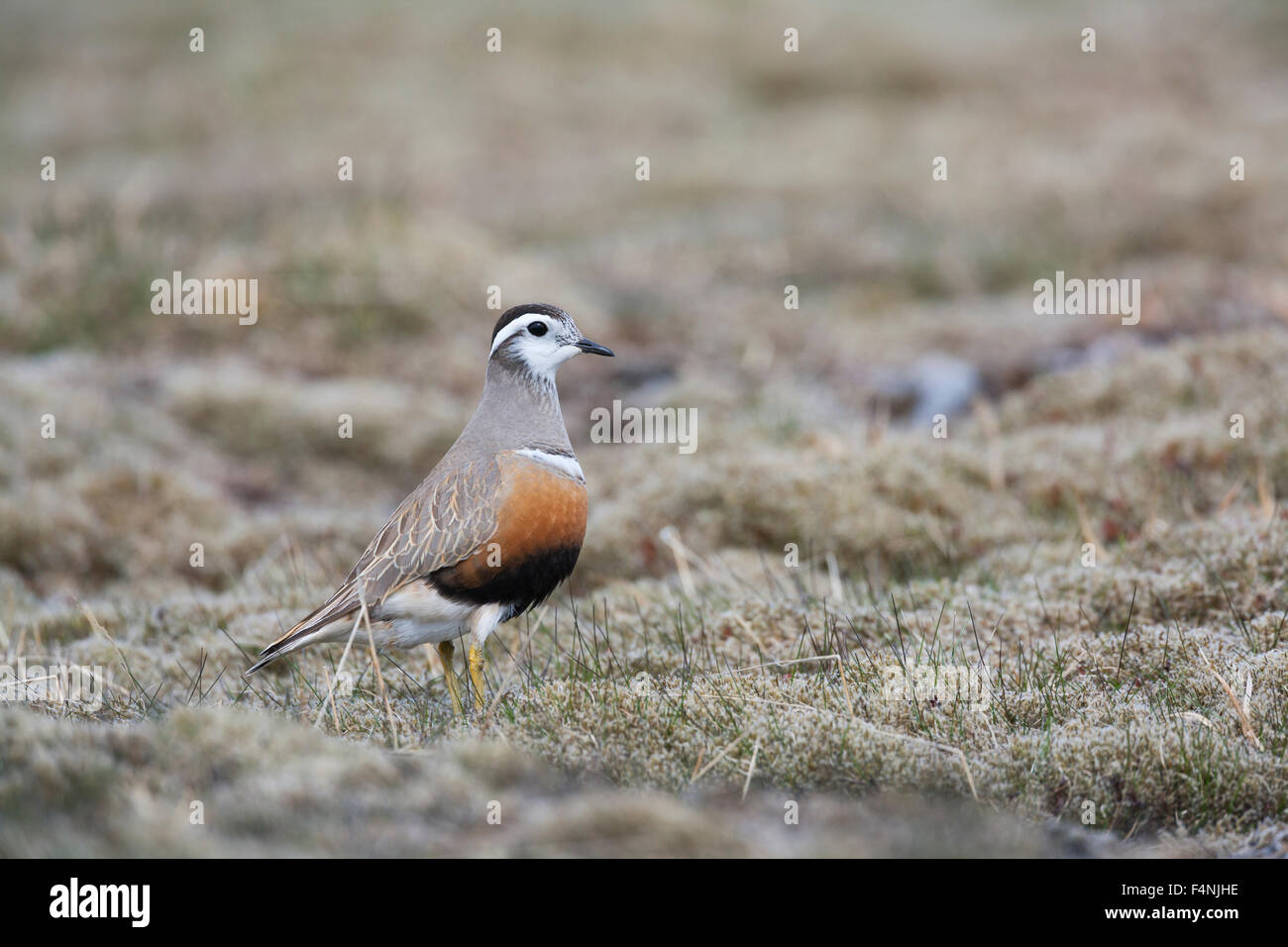 Eurasian Dotterel Charadrius morinellus, female on moorland at Carn Ban Mòr, Scotland, UK in May. Stock Photo