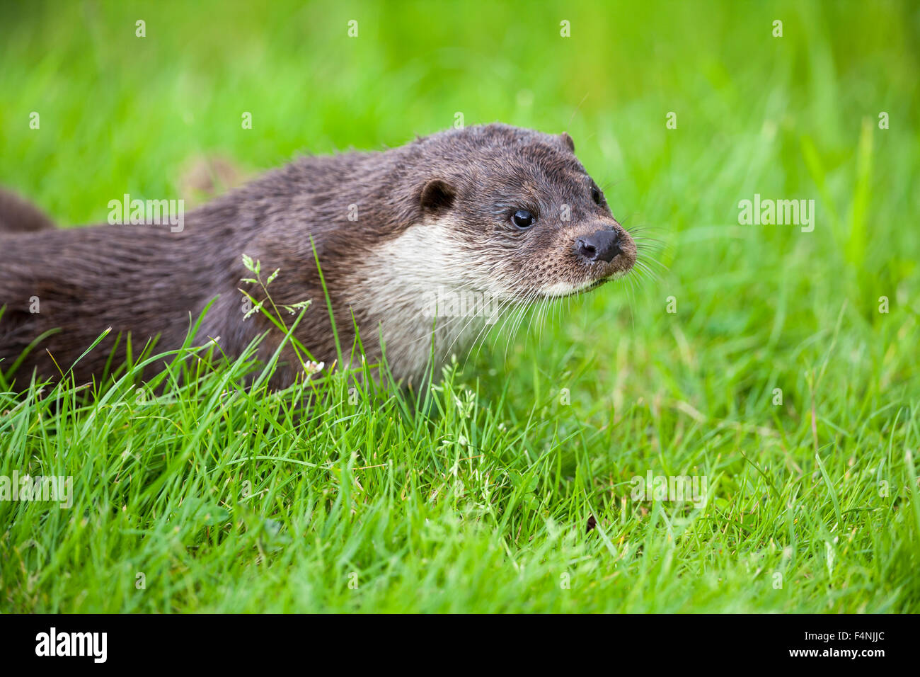 European otter Lutra lutra, adult, on grassland, British Wildlife Centre, Surrey, UK in June. Stock Photo