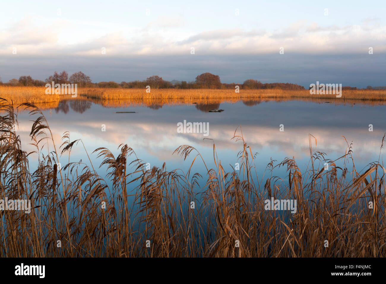 Landscape view of Ham Wall wetland, reedbeds and marsh, Somerset, UK in January. Stock Photo