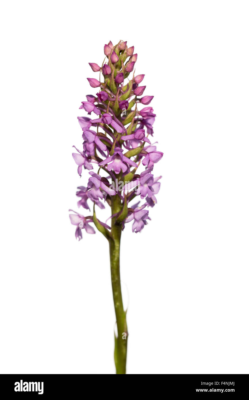 Heath fragrant orchid Gymnadenia borealis, single flowering spike ...