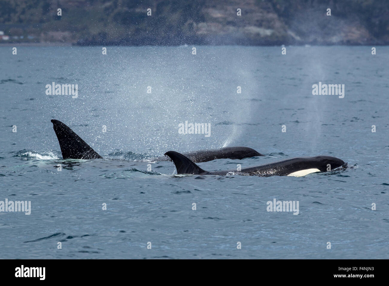 KIller Whale Orcinus orca, pair, swimming in waters close to Ponta Delgada, São Miguel, Azores in April. Stock Photo