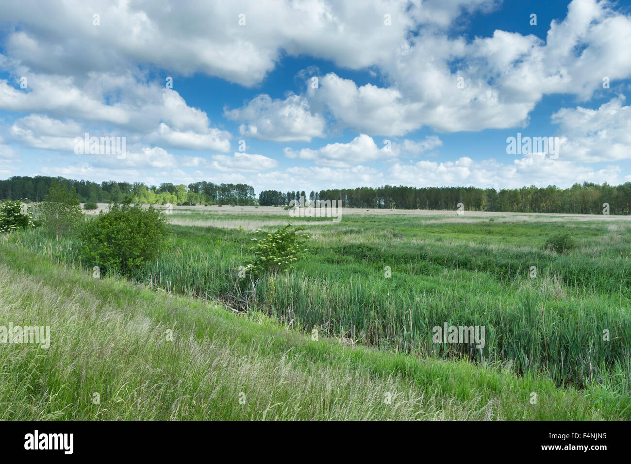 Landscape view of marshes, woodland and skyline, Lakenheath Fen