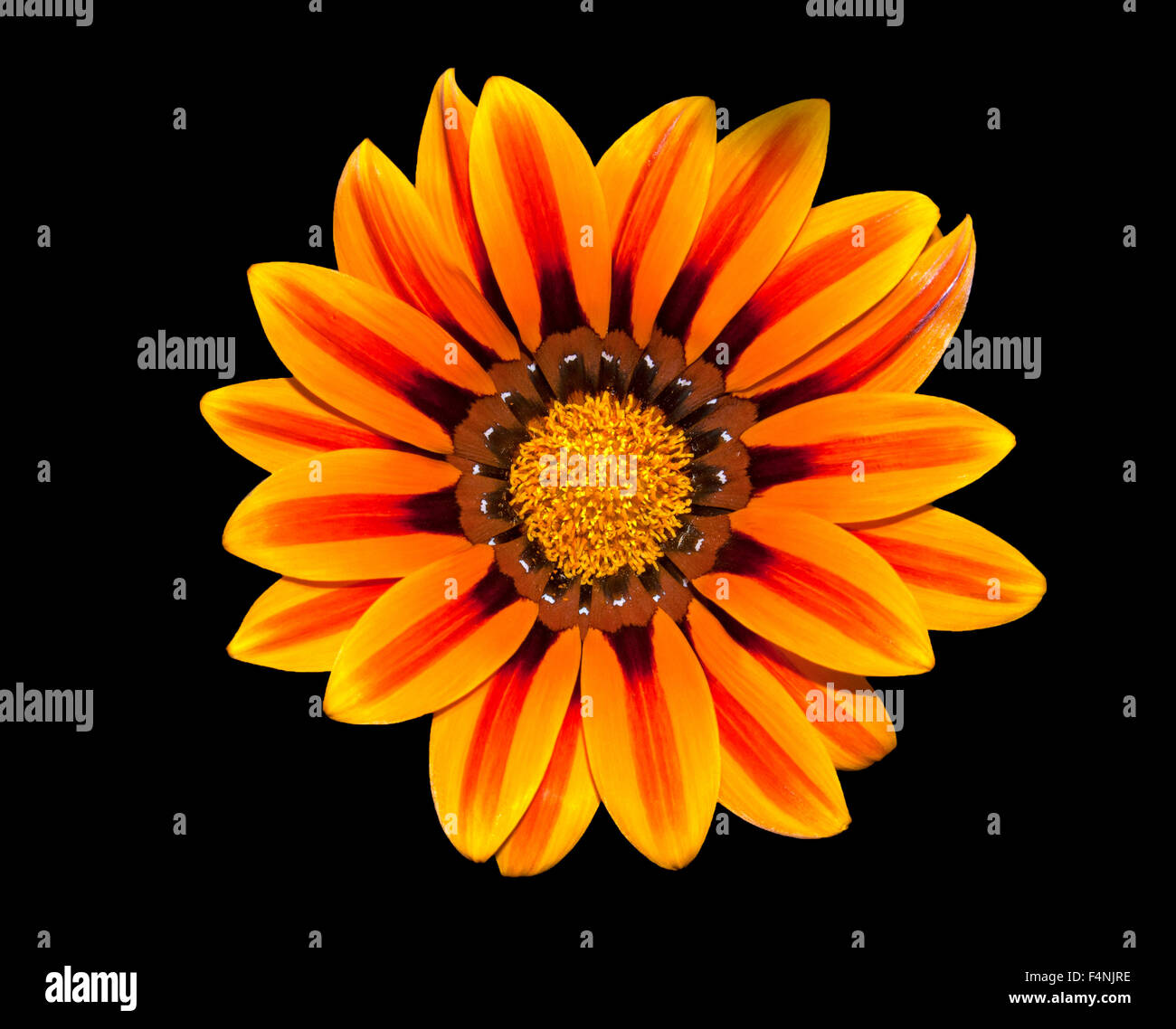 Beautiful orange Gerbera flower with yellow and black center isolated on black background. Stock Photo