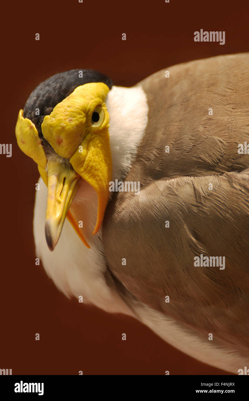 Closeup Portrait of a Masked lapwing / Masked Plover, (Vanellus miles). Stock Photo