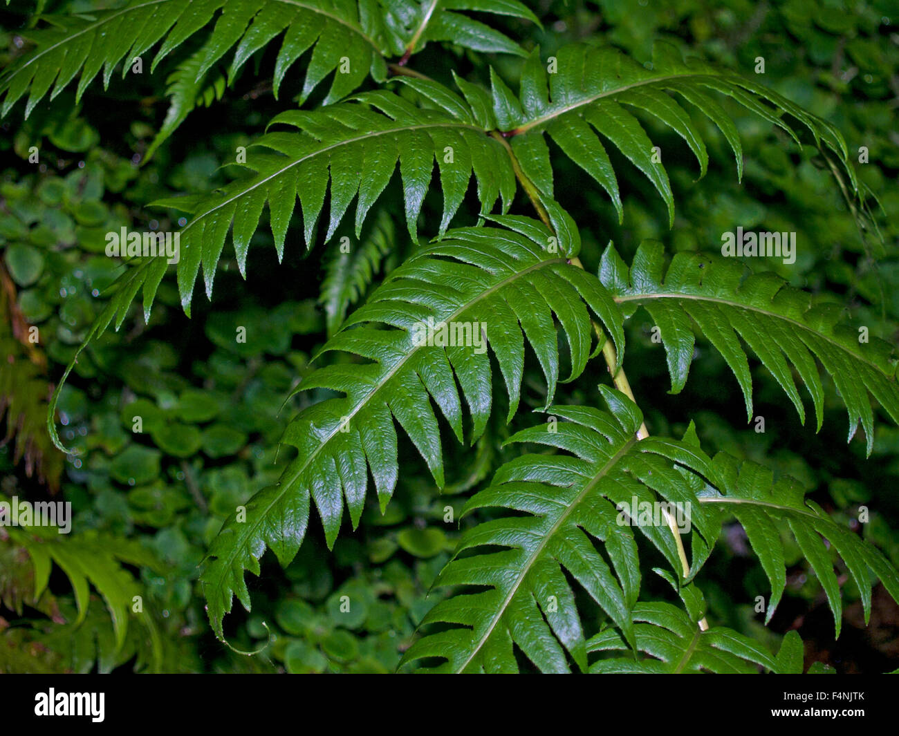 Portrait of European chain fern fronds, Woodwardia radicans, in an wet ambient. Stock Photo