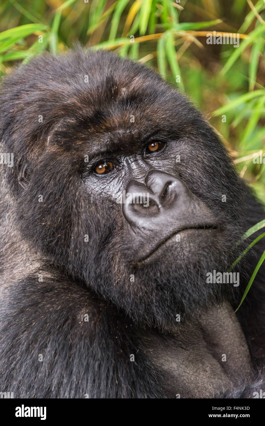 Close-up of silverback gorilla looking at camera Stock Photo
