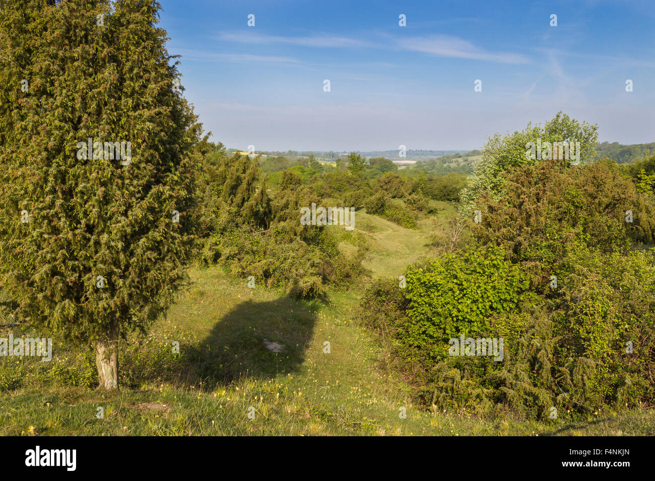 Landscape view of Noar Hill nature reserve and undulating quarrying, Noar HIll, Hampshire, UK in May 2011. Stock Photo