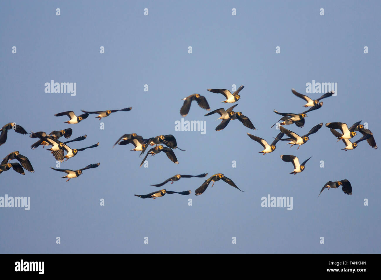 Northern lapwing Vannellus vanellus, flock in flight, Marsh Lane, Warwickshire, UK in December. Stock Photo