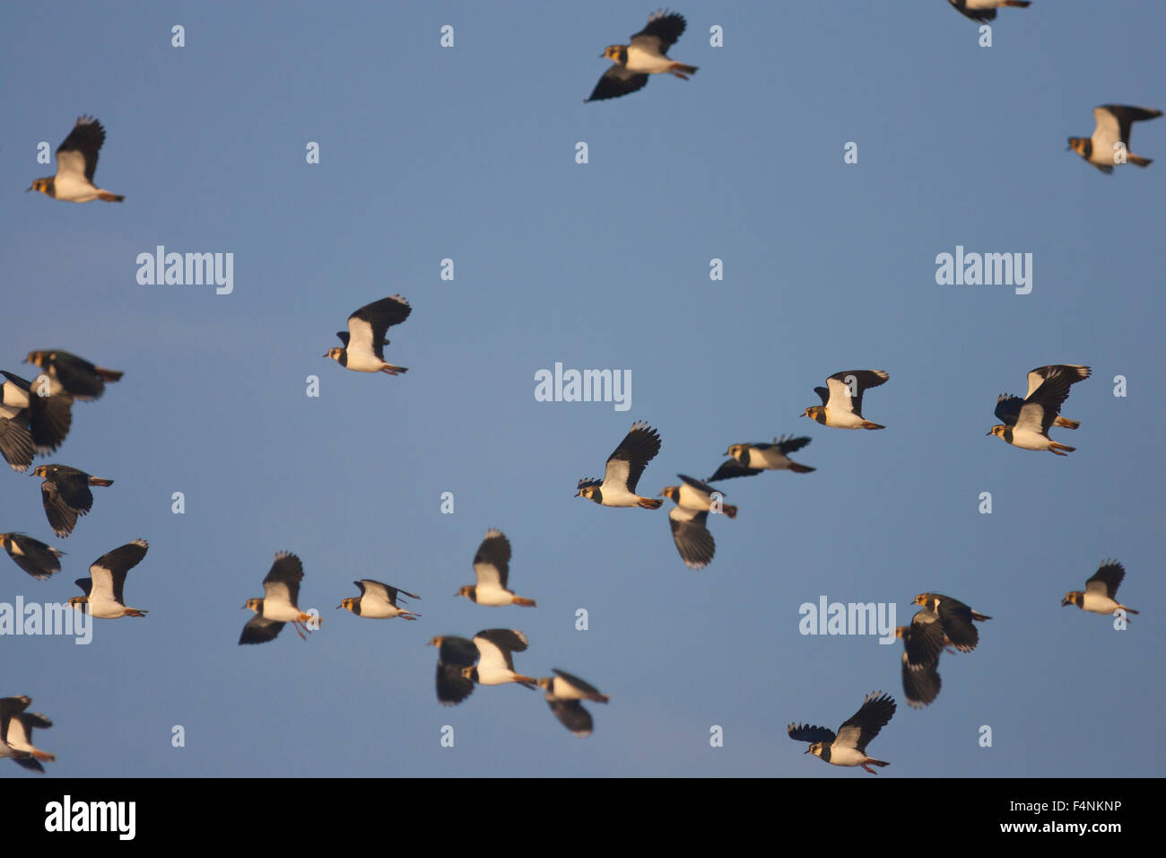 Northern lapwing Vannellus vanellus, flock in flight, Marsh Lane, Warwickshire, UK in December. Stock Photo