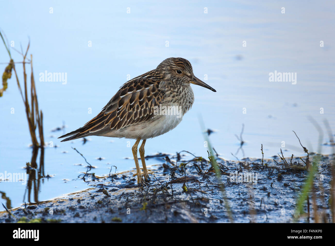 Pectoral Sandpiper Calidris melanotos, juvenile, wading in pool, Lower Moors, St.Mary's, Isles of Scilly, UK in September. Stock Photo
