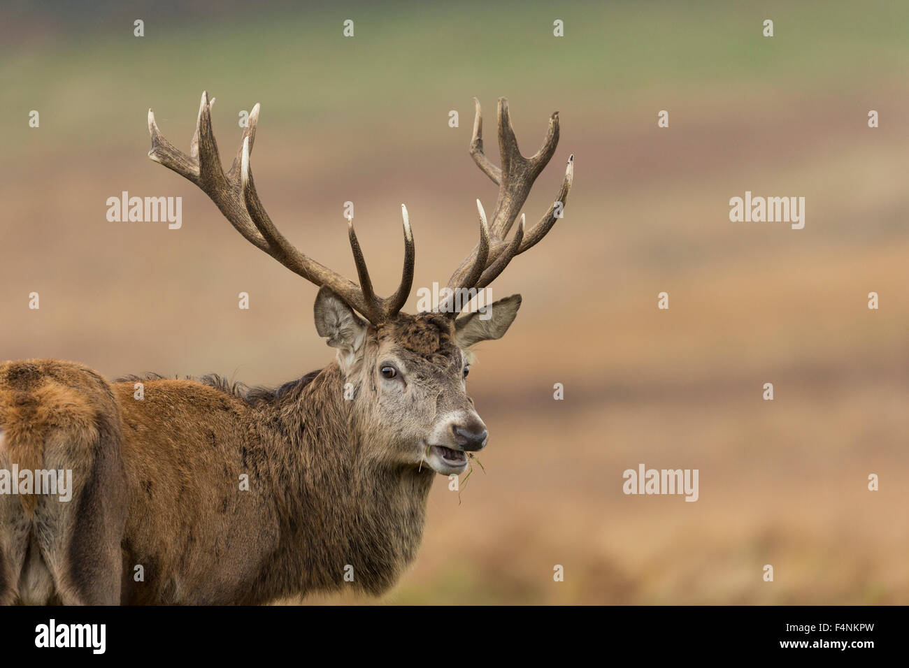 Feeding Red Deer Uk High Resolution Stock Photography and Images Alamy
