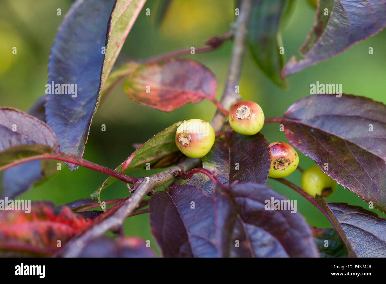 Malus halliana. Crab apple fruits in Autumn. Stock Photo