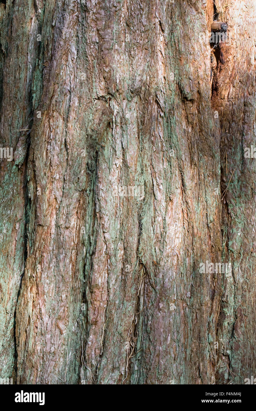 Sequoiadendron giganteum bark. Stock Photo
