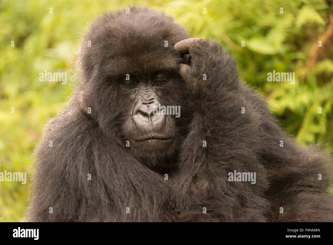 https://c8.alamy.com/comp/F4NM8N/gorilla-scratches-its-head-with-eyes-closed-F4NM8N.jpg