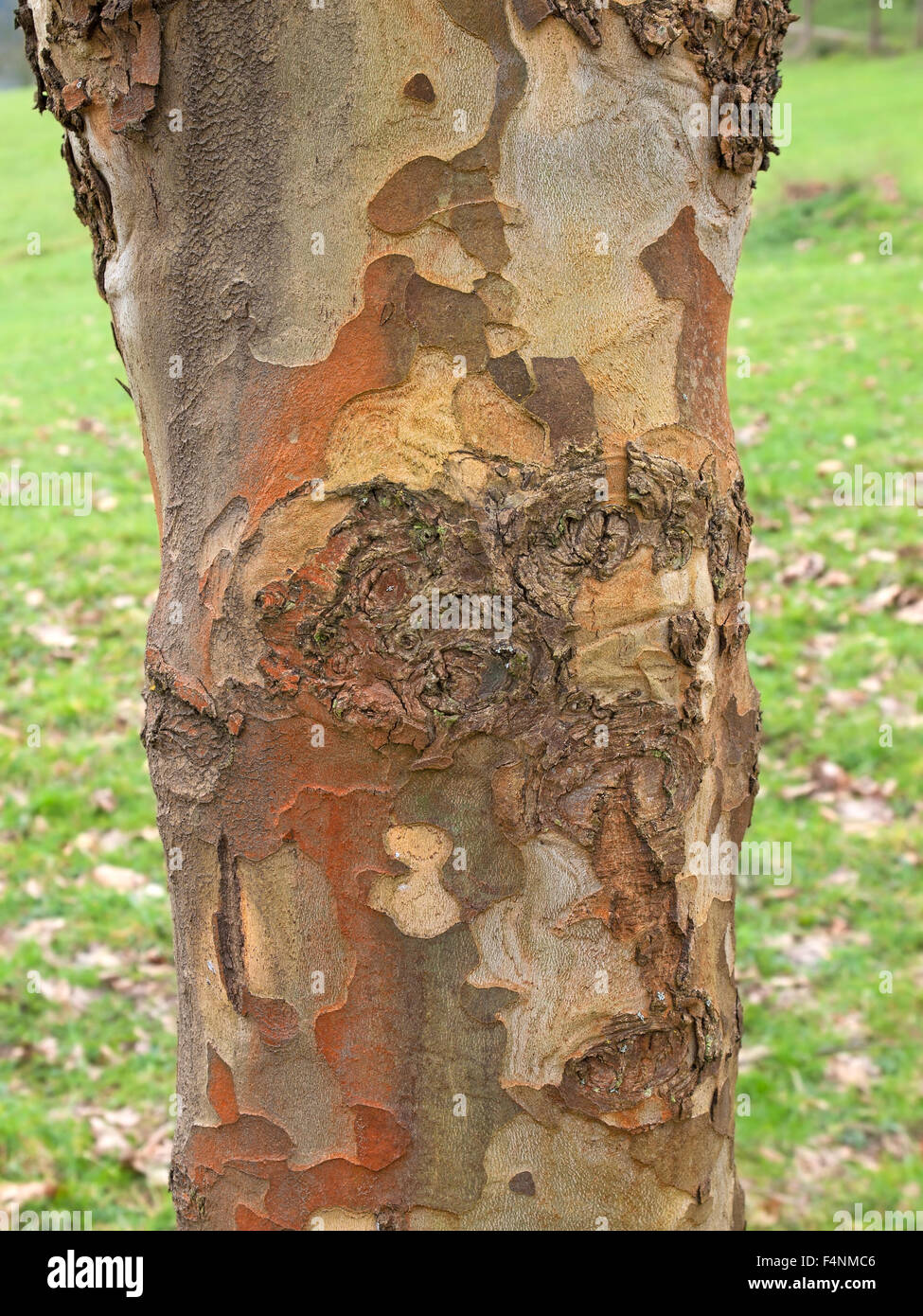 Detail of the trunk and bark on a Hybrid plane tree, Platanus x acerifolia. Stock Photo